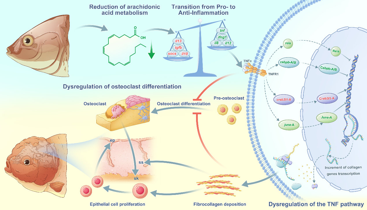 水生所揭示金魚頭瘤形成的細(xì)胞與分子機(jī)制